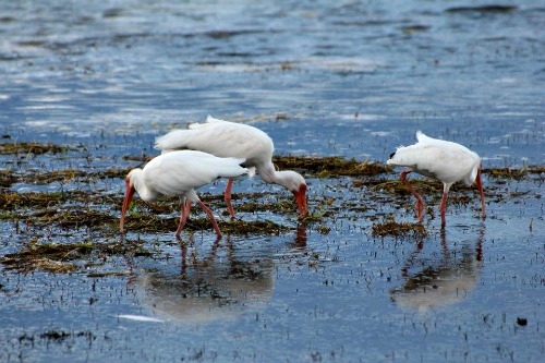 White Ibis Feeding in the Shallows