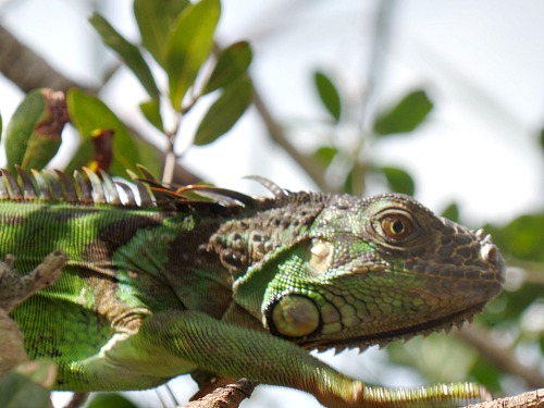 Iguana populations are growing in the Florida Keys