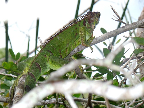 Iguana Are Invasive Species Thriving In Florida Keys