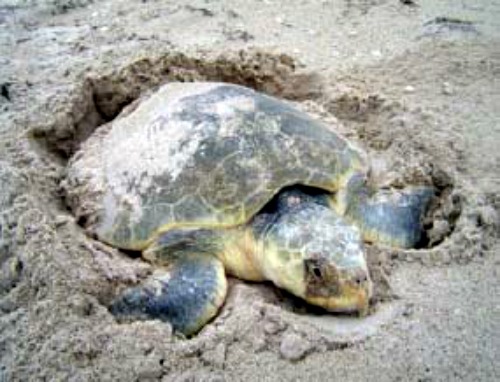 Nesting Kemp's Ridley Turtle