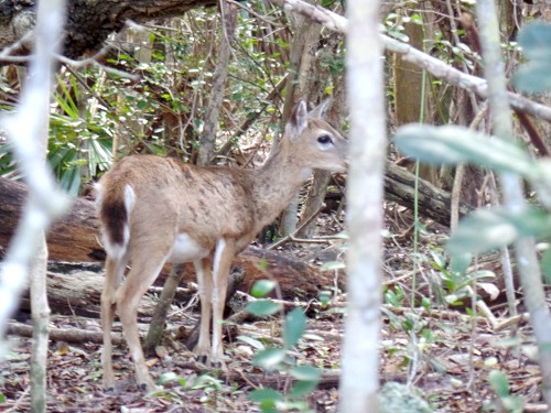 Tiny key deer hiding in the woods