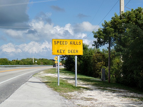 Speed Kills Key Deer Warning Sign