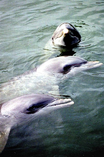 Key West Dolphin Adventure Tours