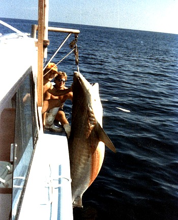 Lark Shark Hanging at Islamorada Hump
