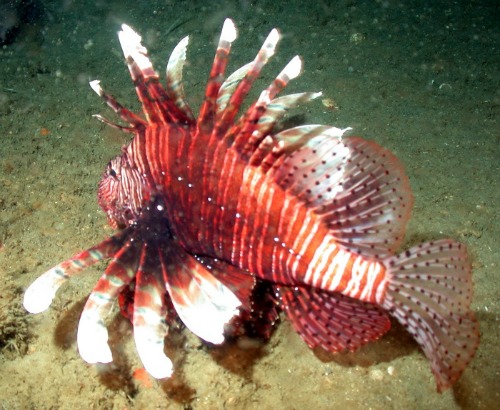 Lionfish are Toxic and Dangerous