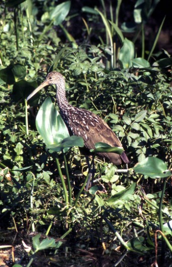 Limpkin Only Breeds in Florida