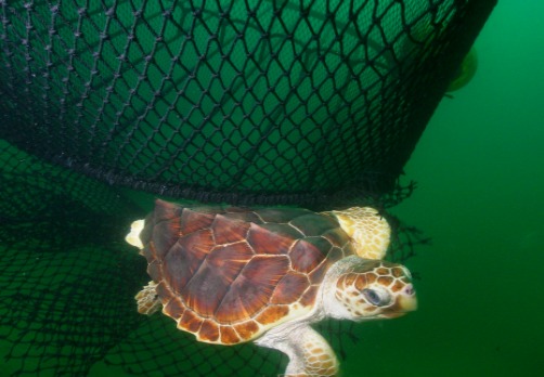Loggerhead Turtle Escaping a Net