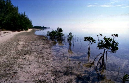 Long Key State Park Nature Walk Along Mangroves