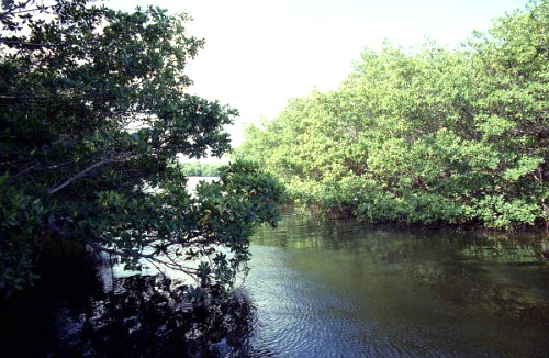 Mangrove Lined Channels at Marquesas Atoll