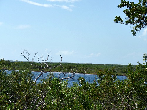 Mangroves surround Coupon Bight Aquatic Preserve