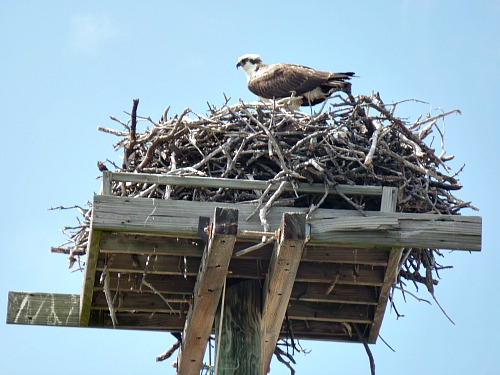 Osprey On Nest At Coupon Bight