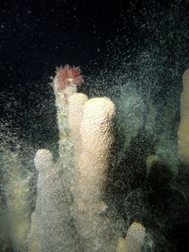 Florida Keys Pillar Coral Spawning at Night