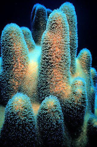 Pillar Coral Group