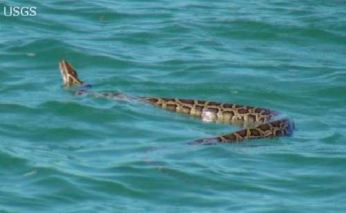 Python Swimming in Florida Bay