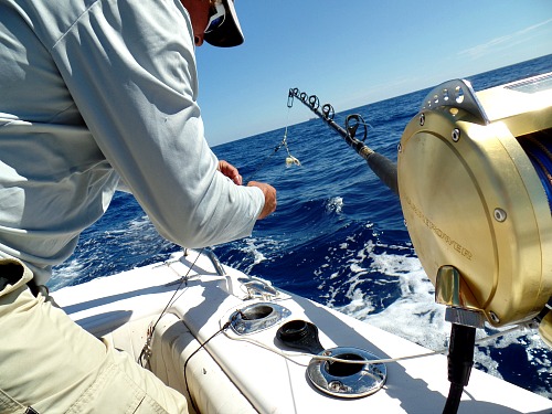 Strobe Lights being added to Deep drop line