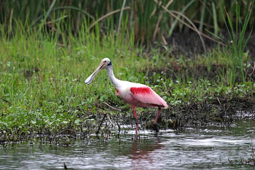 Roseate Spoonbill wading