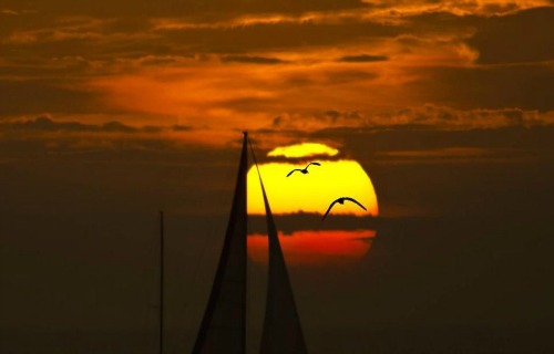 Sailboat Sails Against The Setting Key West Sun
