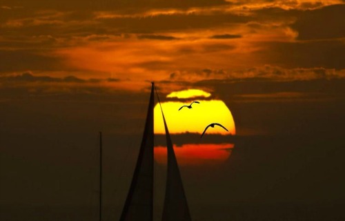 Sailboat Sails Against The Setting Key West Sun 