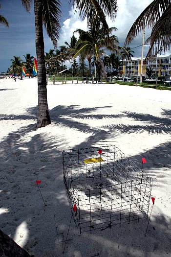 Protected Sea Turtle Nest on Smathers Beach, Key West FL