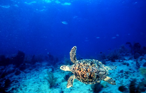 Sea Turtle at Turtle Reef