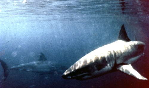 Sharks Like Reef and Wrecks