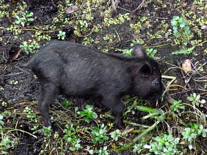 Tiny wild black pig foraging for food in a Florida swamp