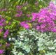 Bougainvillea