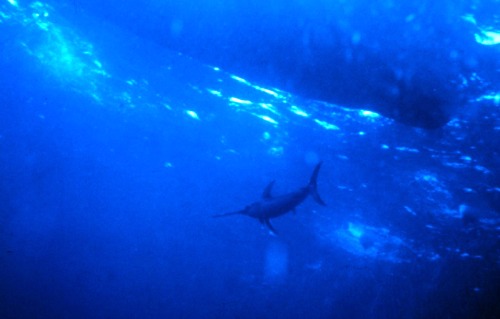 Swordfish Swimming Under Boat