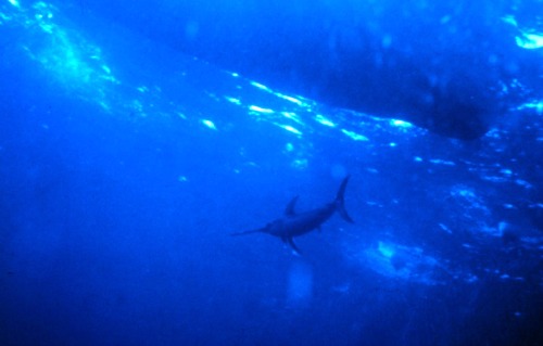 Swordfish Swimming Under Boat