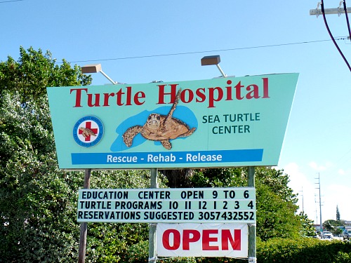 Sea Turtle Hospital In Marathon FL