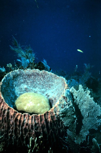 Sponges And Coral Live Together
