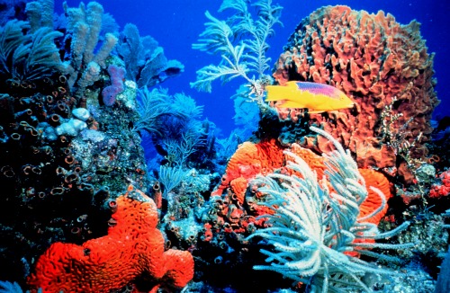 Wispy soft coral, brain coral and tropical fish