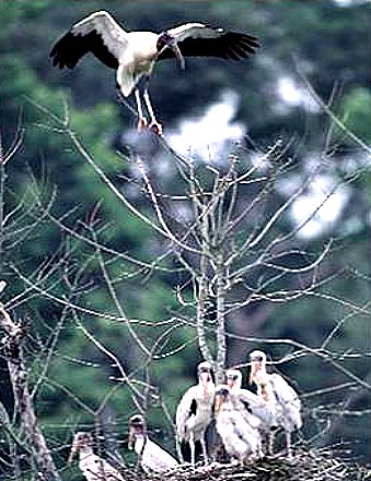 Wood Stork With Large Number of Chicks in Nest