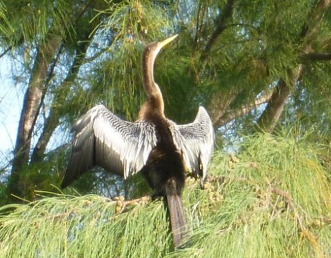Snake Bird or Anghina Drying Off It's Wings