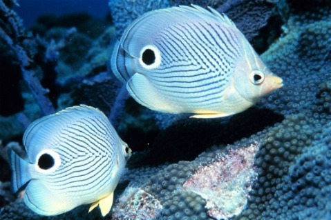 Four Eye Butterflyfish