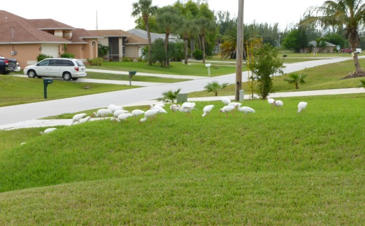 Group of White Ibises Feeding on a Lawn