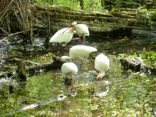 Group of Ibis Feeding in a Swamp