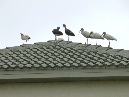 Group of White Ibis Perched on a Roof