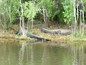 Two Large Alligator Lying on the Bank At Everglades National Park Swamp
