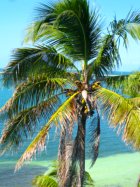 Coconut Palm at Beaches in Key West