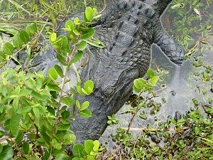 Close Up Of Alligator Snout in the Everglades National Park Swamp