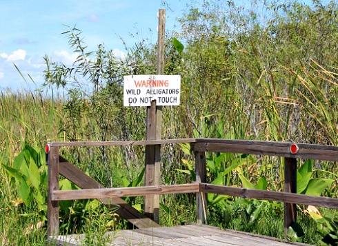 Alligator Warning Sign at Everglades National Park