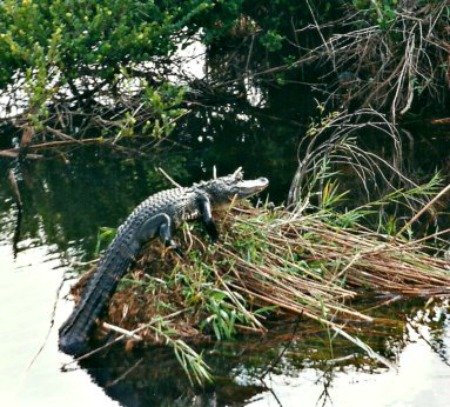 Alligator Sunning on Reed Pile in Everglades