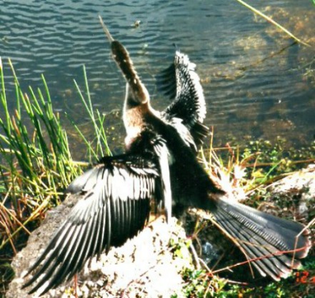 Anhinga Drying Off at Everglades National Park