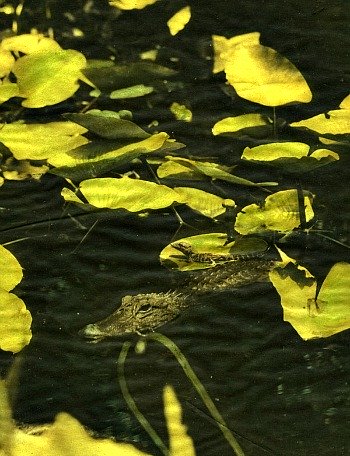 Baby Alligator on Lily Pad Beside Adult Alligator
