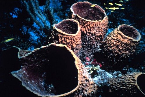Group Of Barrel Sponges
