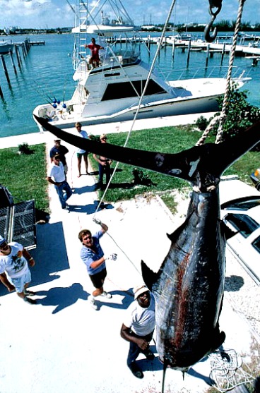Weighing Massive Blue Marlin
