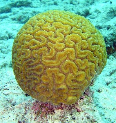 Brain Coral Are Part of the Reef Foundation