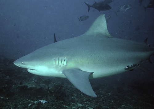 Pregnant Female Bull Shark