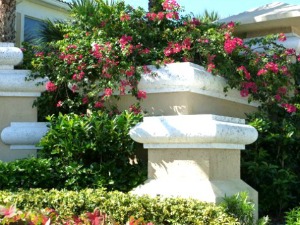 Brilliant bougainvillea provide splashes of color throughout Key West and Florida Keys